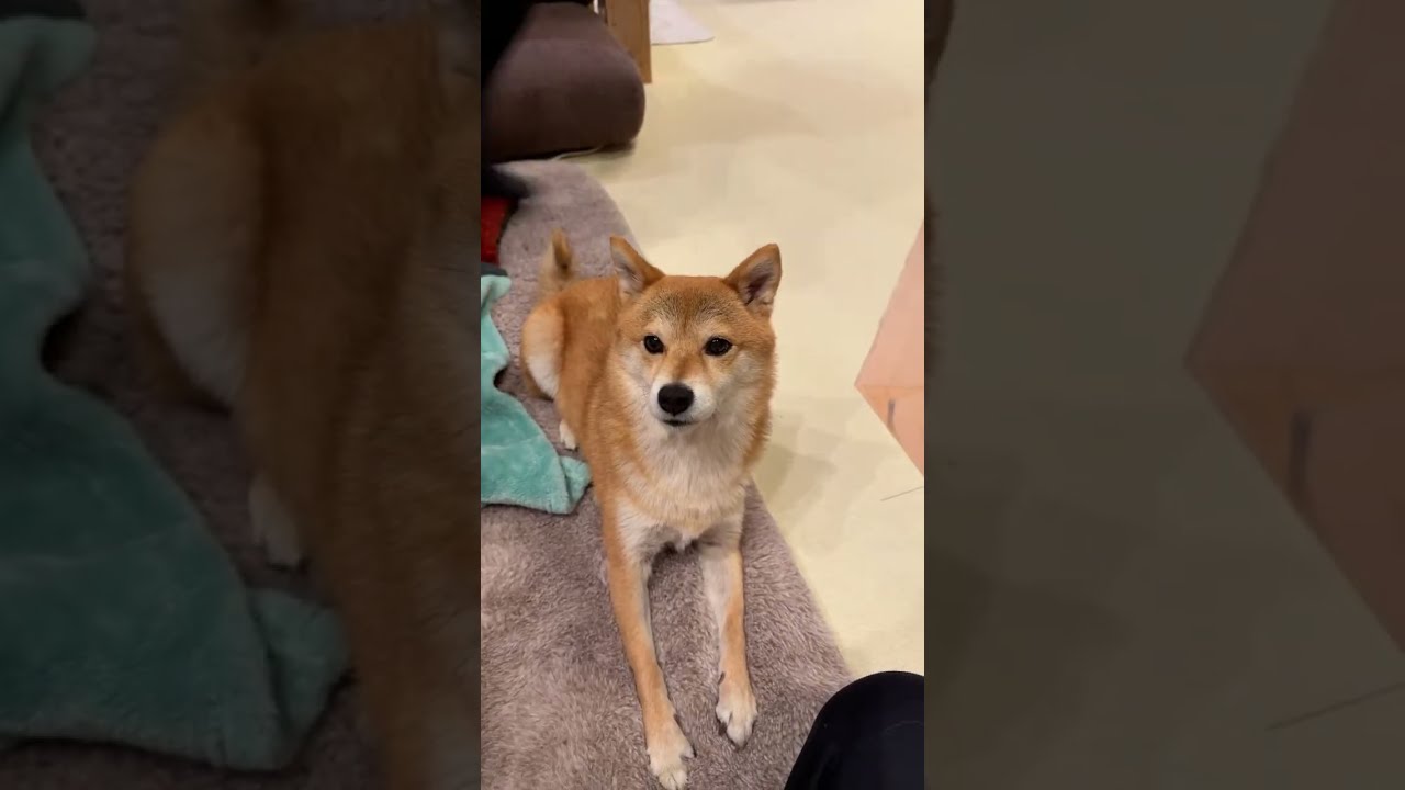 🐶 - YouTube