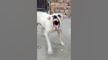 Real Aggressive Dog Barking | Scary Dog Sound Warning!