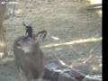 Magpie Pecks at Deer's Eyes! Bizarre footage of Mutualism in action.