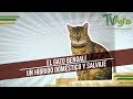 El Gato Bengalí: Un Híbrido Doméstico y Salvaje - TvAgro por Juan Gonzalo Angel