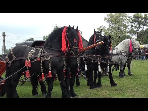 Targ de cai, in cadrul expozitiei Marginea, Bucovina 20 Mai 2018