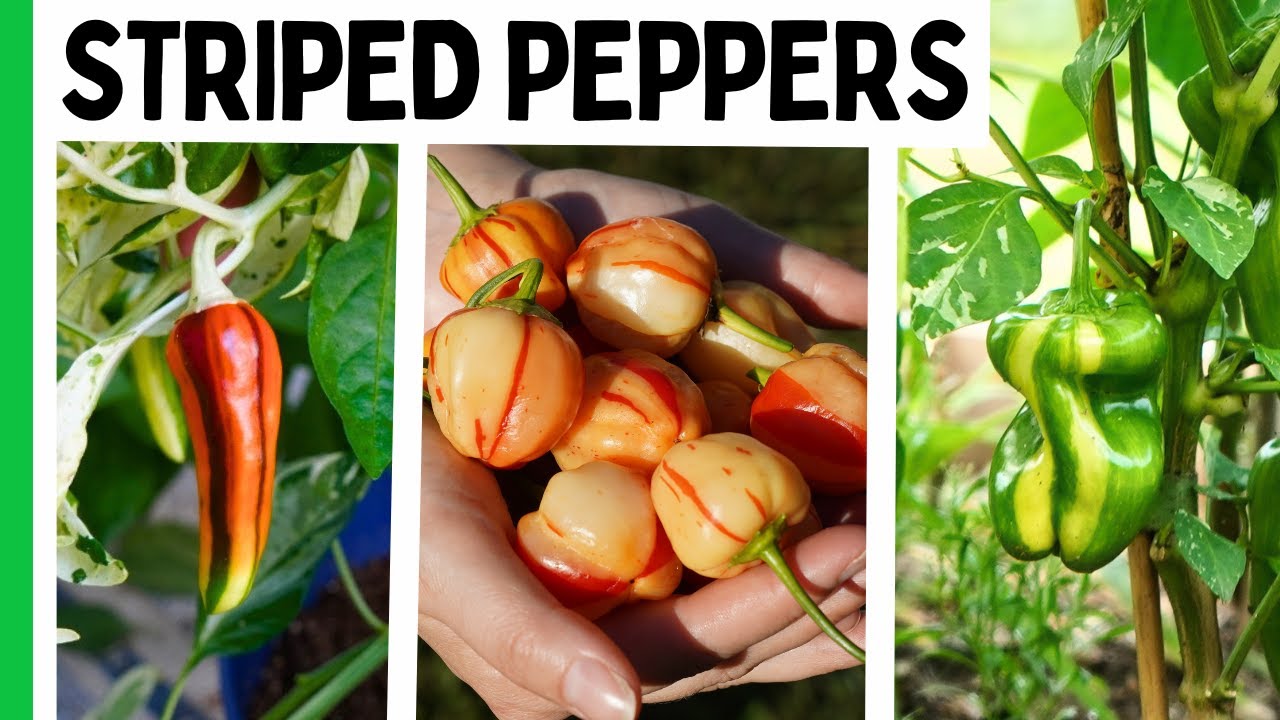 7 Striped Pepper Varieties That Will Make Your Garden Look Unreal