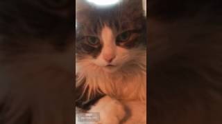 Maine Coon Kitty Fiddler interviews Derek Trucks