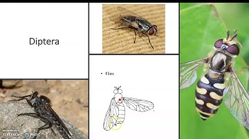 Video 4 - Insect Orders