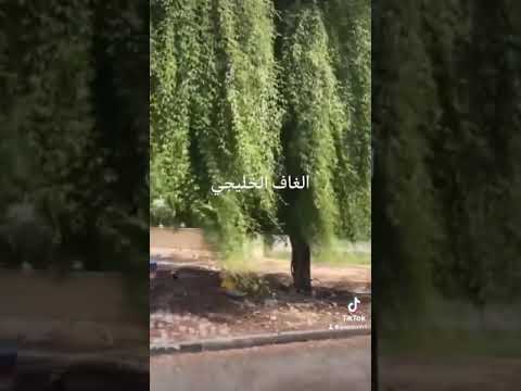 شجرة الغاف  اكسبلور  لايك  الزراعة المائية الهيدروبنك سطح المنزلي