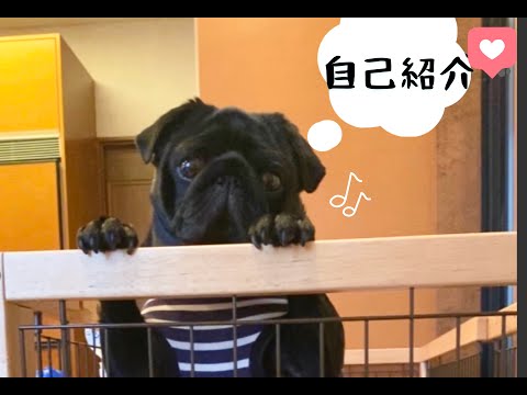 黒パグ犬〝ゆず♂〟自己紹介!! I'mblack pug!!