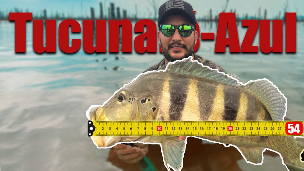 tucunaré-azul com mais de 50cm no Rio Tocantins - Babaçulândia-TO