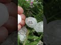 Giant Hailstones: Nature&#39;s Ice Cannonballs! #Hailstones #NatureFacts #ExtremeWeather #Weather