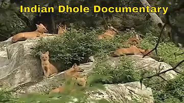 Dhole Wild Dog Documentary