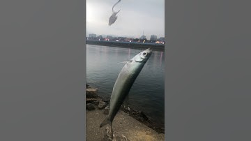 Mồi gan gà đang rất thịnh hành khi câu cá mương ở sông đà các cần thủ ạ.#shorts