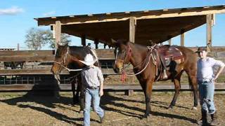 Rocco & Georgia - Gentle Quarter Horses
