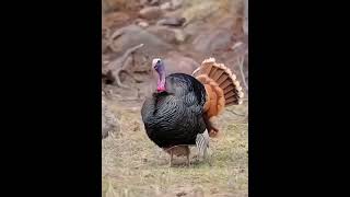 weird animals sounds😱 #viralvideo #animals #edit