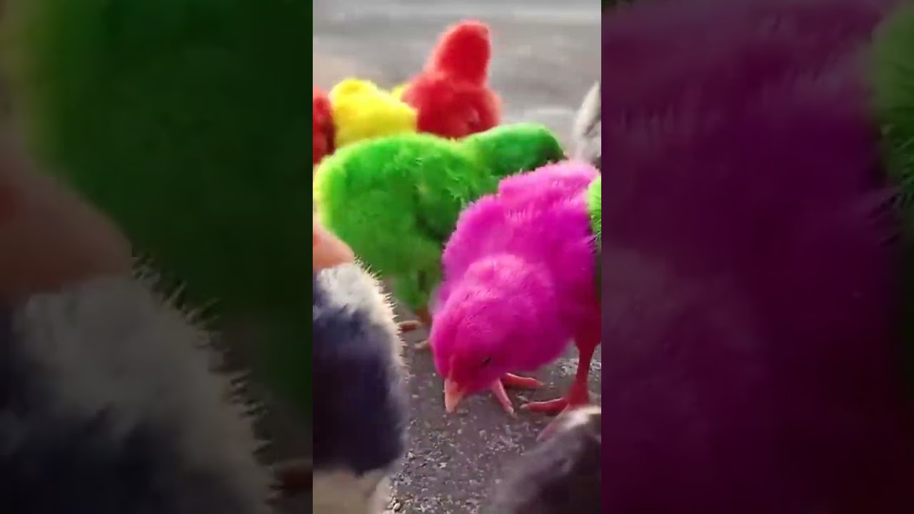 Colorful Chicks - raising colour chicks 