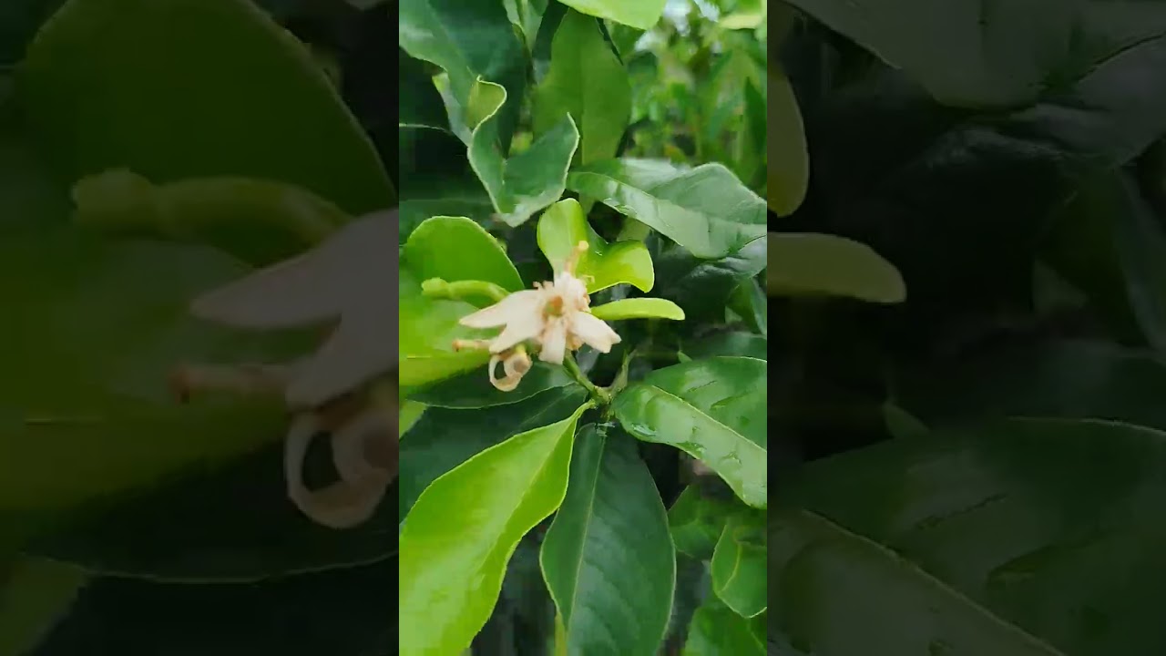 Fazendo cortina do maracujá