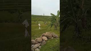 Download Lagu Lakon e Pancet ae yow 😴😴😴 #wongdeso #masukberanda #pemandanganalam #gabuthariini MP3