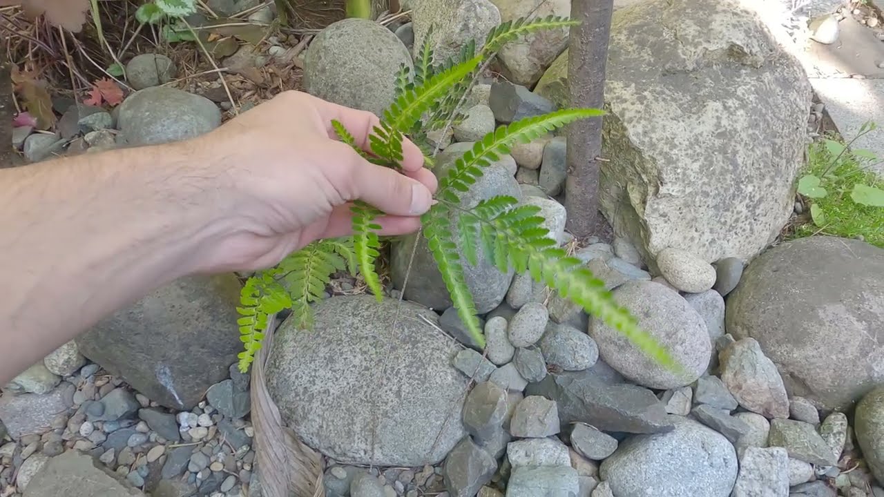 Best Variegated Fern for the PNW - Arachnoides simplicior variegata