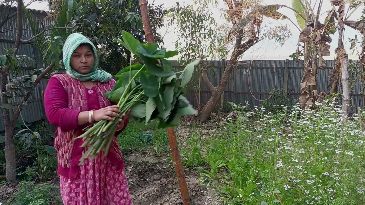 সকালে উঠে বাগানে চলে এসেছি আজকে রান্না করবো যে কচু শাক তারপরে মটর শাকের পিঠালি