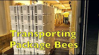 Bee Package Transportation and Sales
