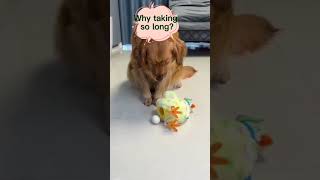 Happy doggy and piggy~~#shorts #pets #dogs #puppy #piggy #cutedog