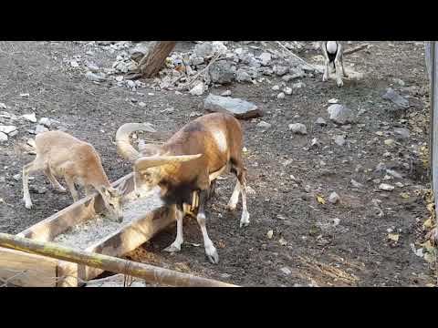 A group of Oriental red sheep
