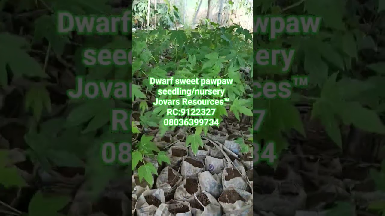 Best High Yield Dwarf Pawpaw Seedling / Nursery