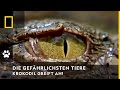 DIE GEFÄHRLICHSTEN TIERE DER WELT - Krokodil greift an! | National Geographic