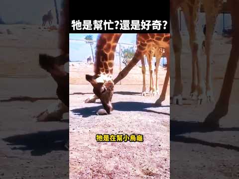 長頸鹿一路推著小烏龜，牠到底是在幫忙，還是只是好奇？ #動物 #溫暖
