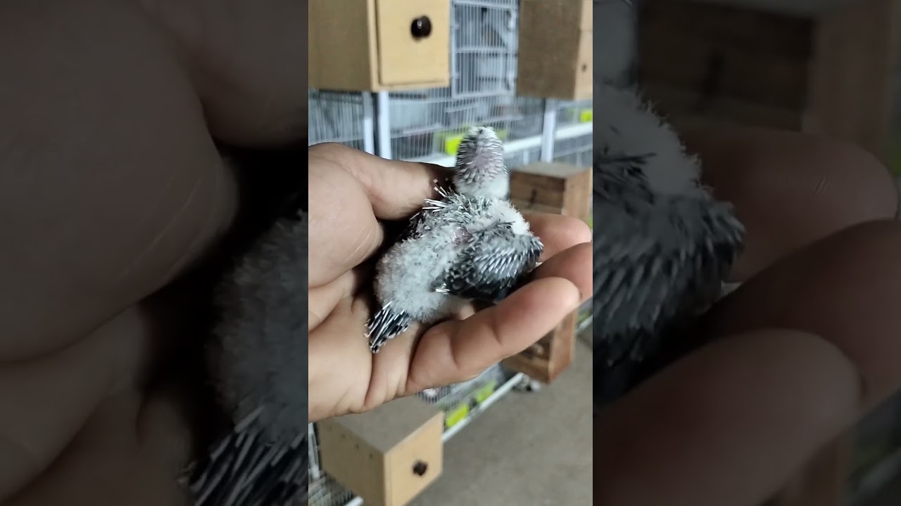 Flower Quality Blackwing hogo🇵🇰❤️