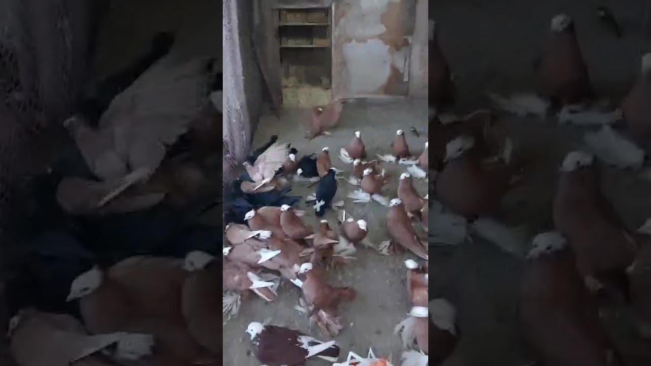 Голуби Карачаево-Черкесский