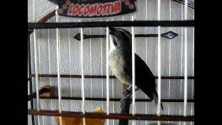 TRINCA FERRO LOCOMOTIVA by Canal Dos Passaros Oficial Jota Mattos 437 views 1 year ago 43 seconds