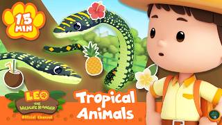 Animals Living in Tropical Climates! | Leo the Wildlife Ranger | Learning Animal Cartoons