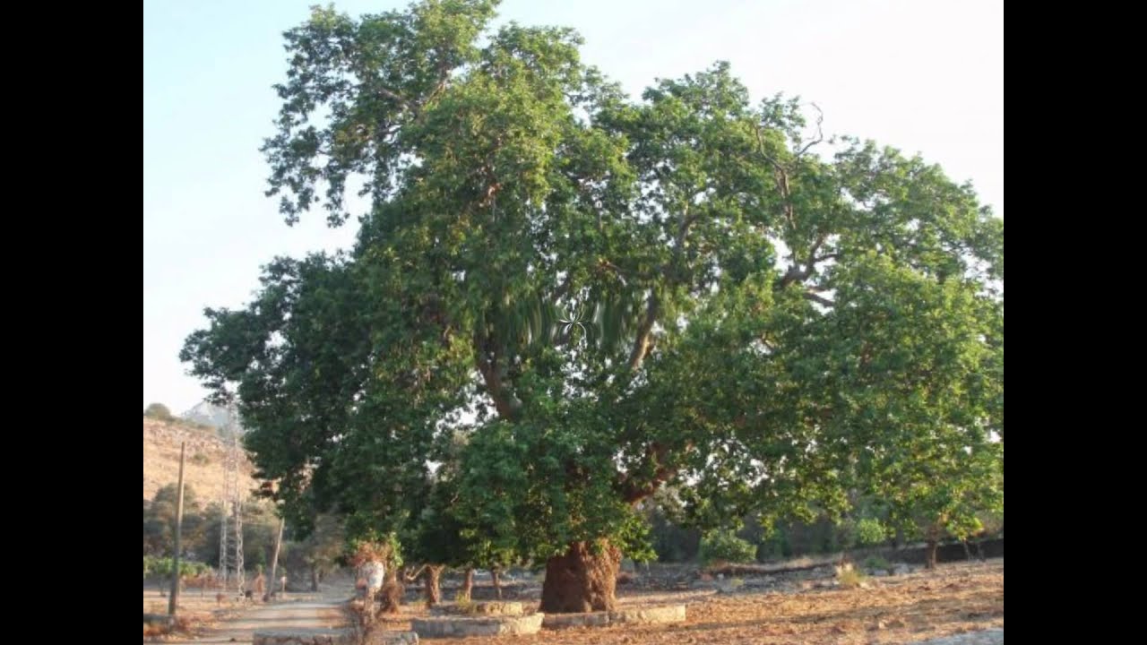 MUĞLA MARMARİS TAŞLICA KÖYÜ.wmv