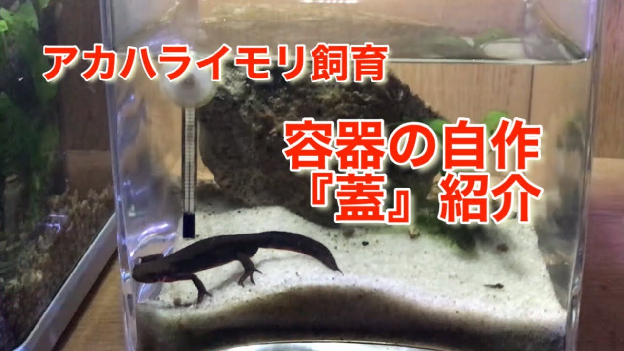 アカハライモリ飼育 容器の自作 蓋 紹介 Youtube アカハライモリ飼育 容器の自作 蓋 紹介 Youtube