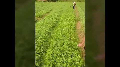 Aplikasi Tanaman Kacang Tanah dengan PuHay