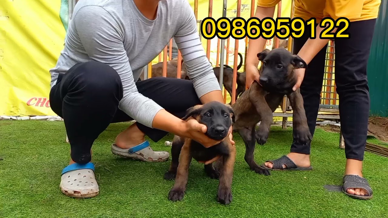 mua chó hà nội Update New Mua chó malinois duron tại Hà Nội vừa chuẩn vừa đẹp giá hợp lý