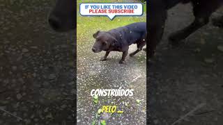 #691 #dogs #cachorro #bestfeed #pets #cachorros #petlover #petsfofinhos #puppy #memes