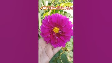 🌿How to Grow My Diwali Garden part-1 Ghar Par Lagaye Flower seed