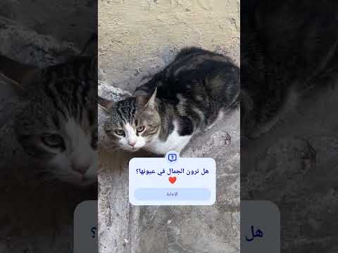 أتمنى من الجميع أن يساعد هذه المخلوقات الجميلة لأنها تستحق كل الحب ورحمه دعمكم Cat 