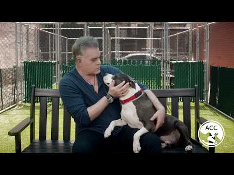 Animal Care Centers of NYC Partners With Actor Ray Liotta to Encourage Pet Adoption