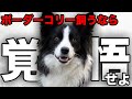 【解説】迎える前に1度見て!ボーダーコリーの魅力や注意点について教えます!
