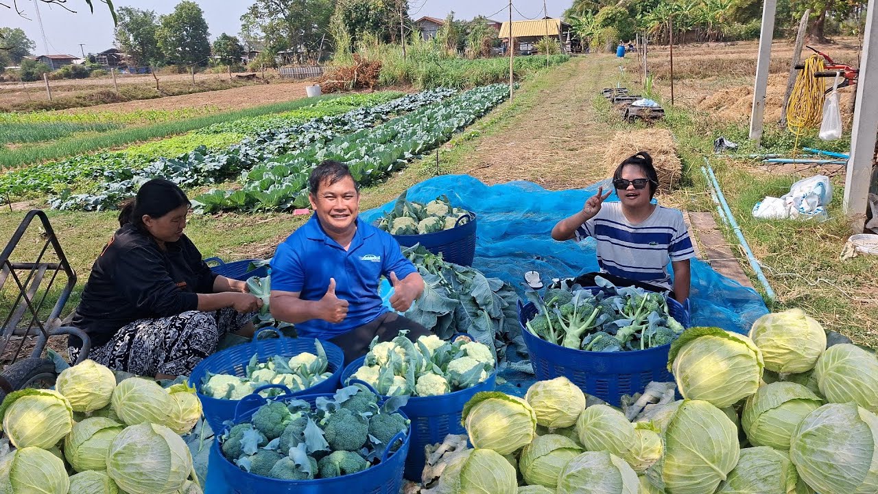 วันนี้ทั้งปลูกทั้งเก็บผลผลิตกะหล่ำดอก,กะหล่ำปลี,บล็อกโคลี่กว่า70กว่าโลดอกใหญ่ๆไซ้บิ๊กงามสุดๆสะออนคัก
