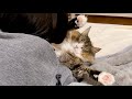 北欧猫がお客さんにも超ド級の甘えんぼ発動！？飼い主大嫉妬の状況がこちらです…