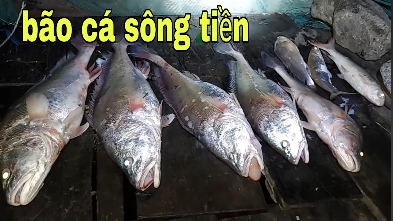 Hơn 4 Năm Trước Cá Nhiều Kinh Khủng , Cá Sủ Cá Cầy Gỡ Mỏi Tay # SĂN BẮT ĐỒNG THÁP #