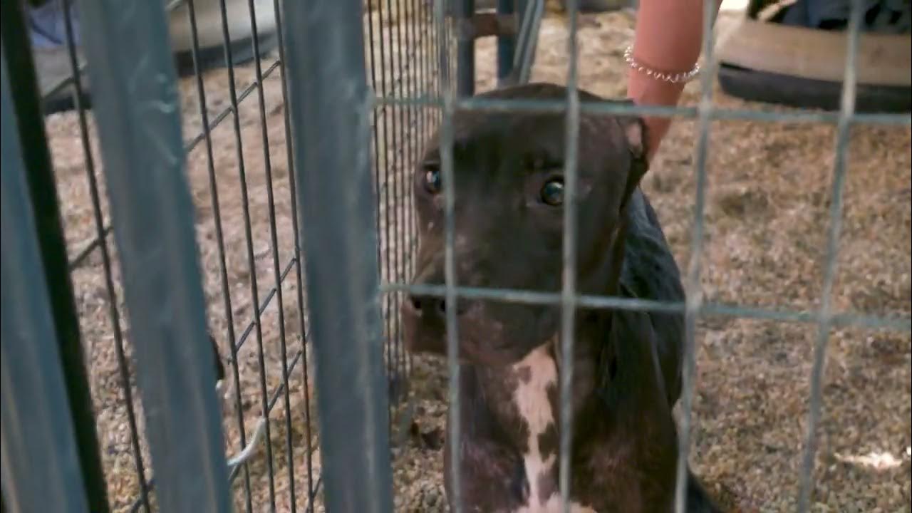 LIFE WITH THE UNDERDOGS - Season 2 is here! - YouTube