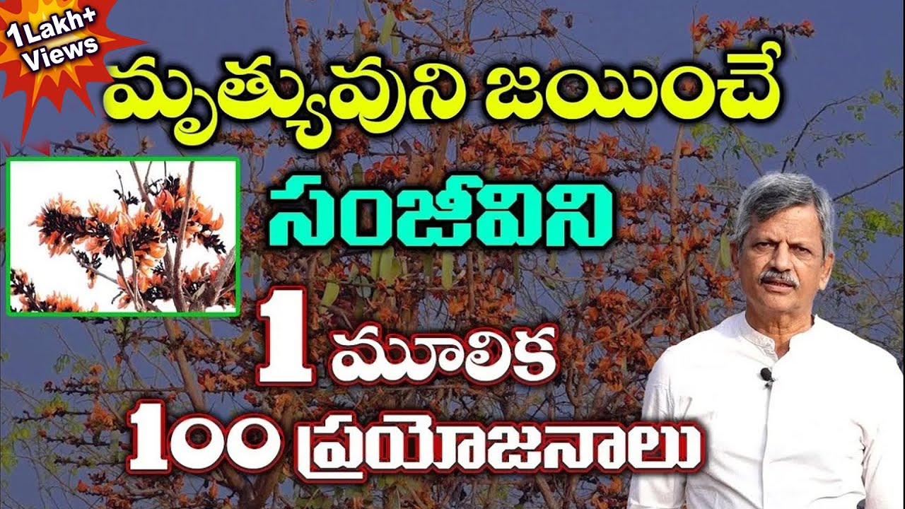 Most Powerful Medicinal Herb | మృత్యువును జయించే సంజీవిని | B Anjaneya Raju #ayurveda#sreesannidhitv