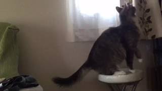 獲物（？）を狙う猫 ノルウェージャンフォレストキャット Aim their prey. Norwegian Forest Cat.