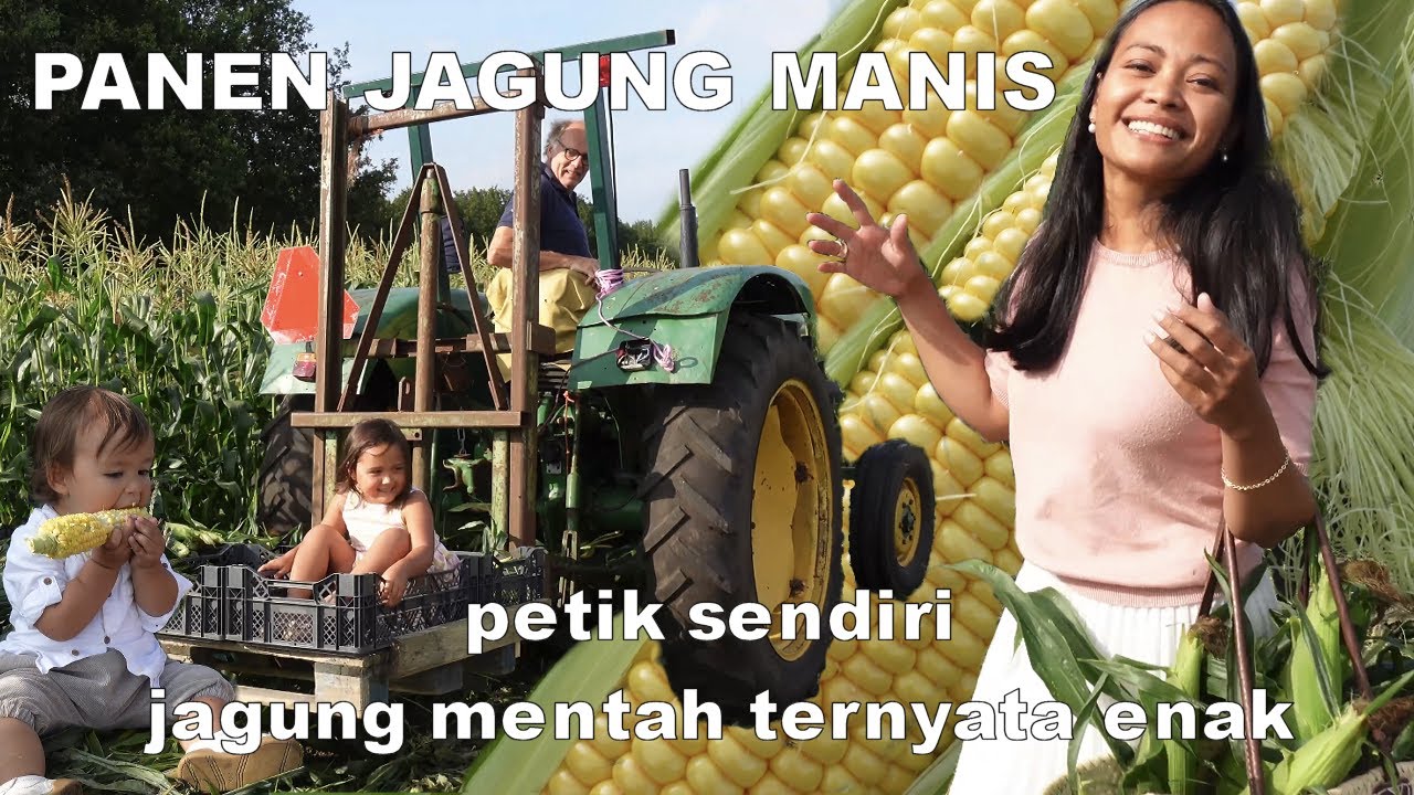 PANEN JAGUN MANIS - MICHAEL & ROSAH SUKA MAKAN JAGUNG MENTAH 🌽🌽🌽