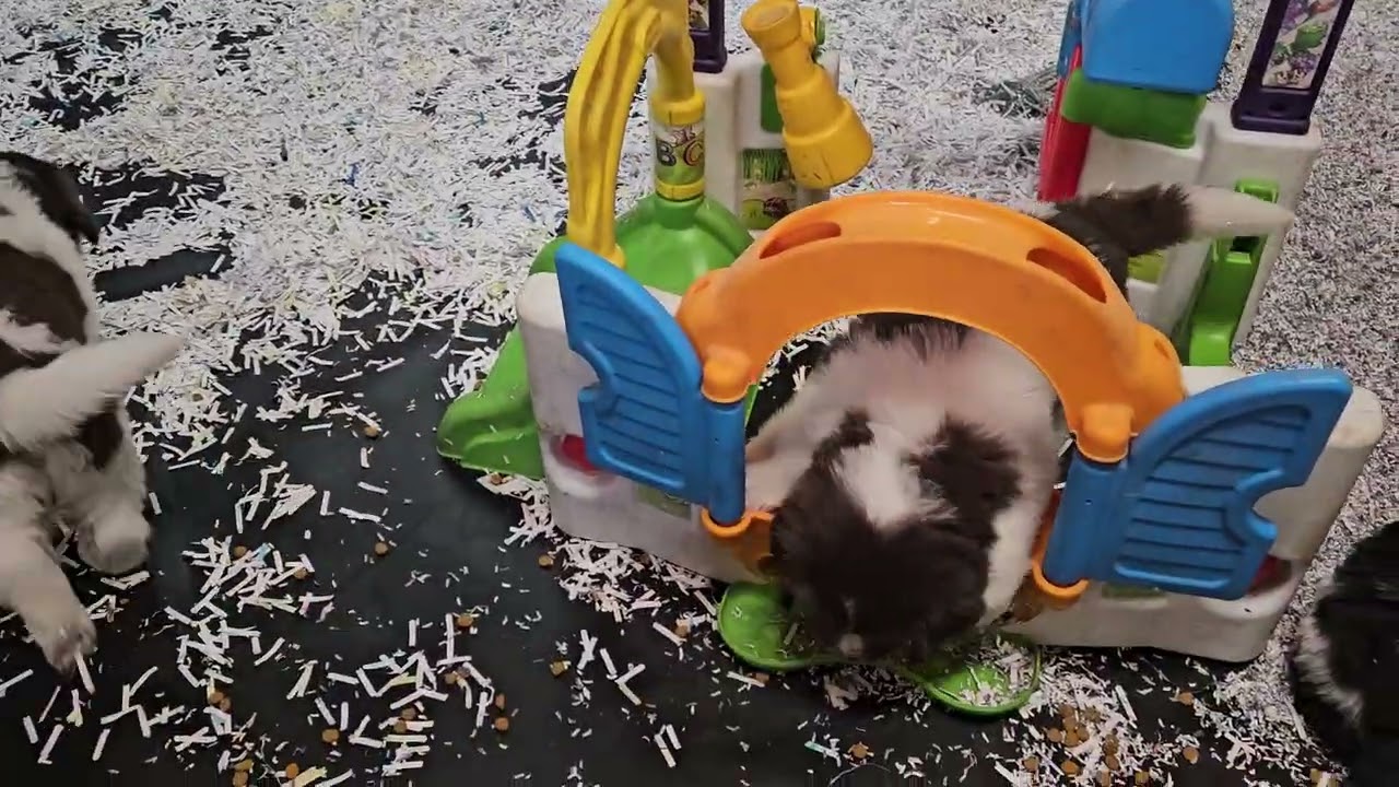 6 week old Newfoundland Pups 