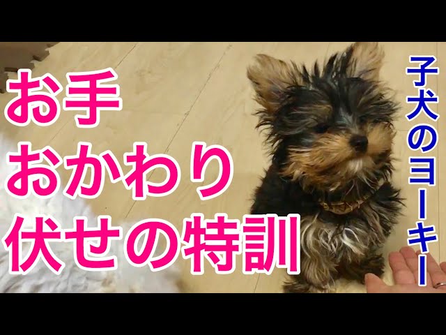 3 months old] Discipline of baby yorkie! Very very cute [Maltese