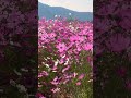 These beautiful cosmos flowers are blooming so softly 🌸